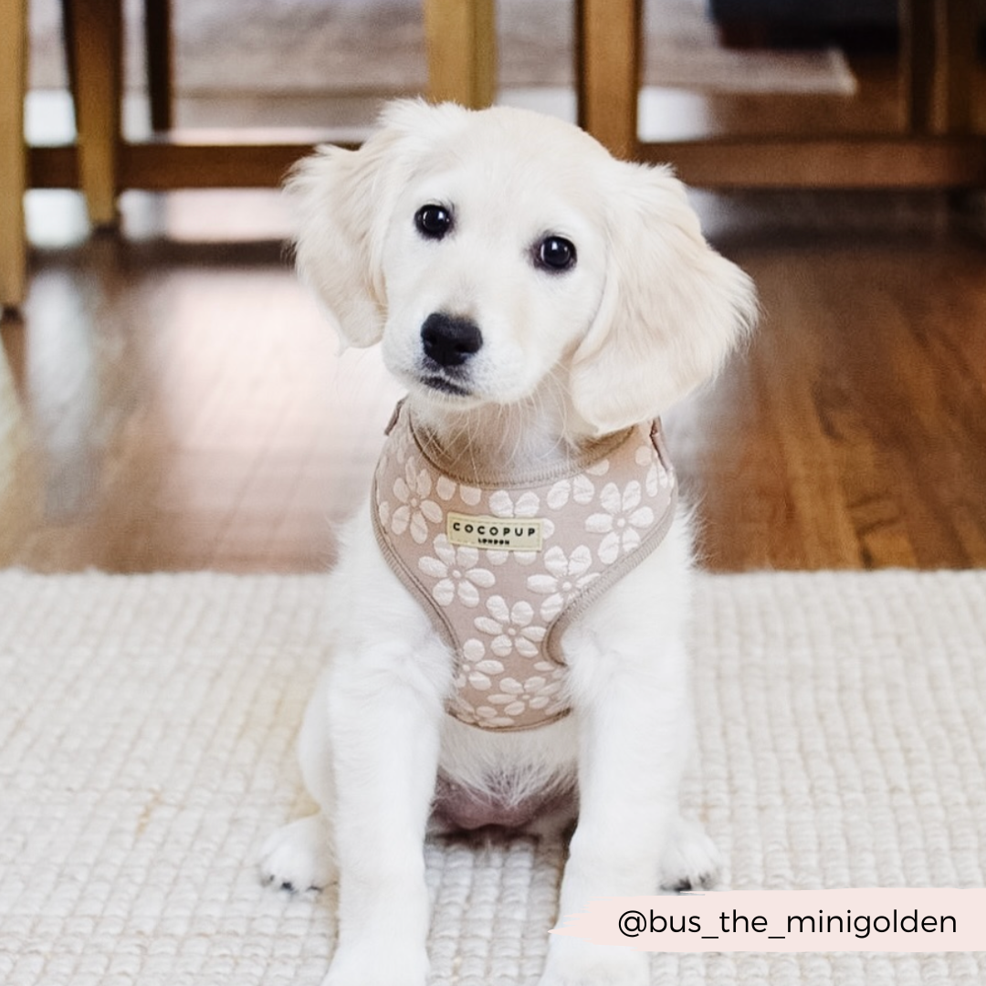 Luxe Adjustable Neck HARNESS - Mocha Flower