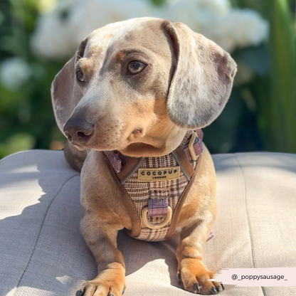 Explore Harness - Pup Plaid