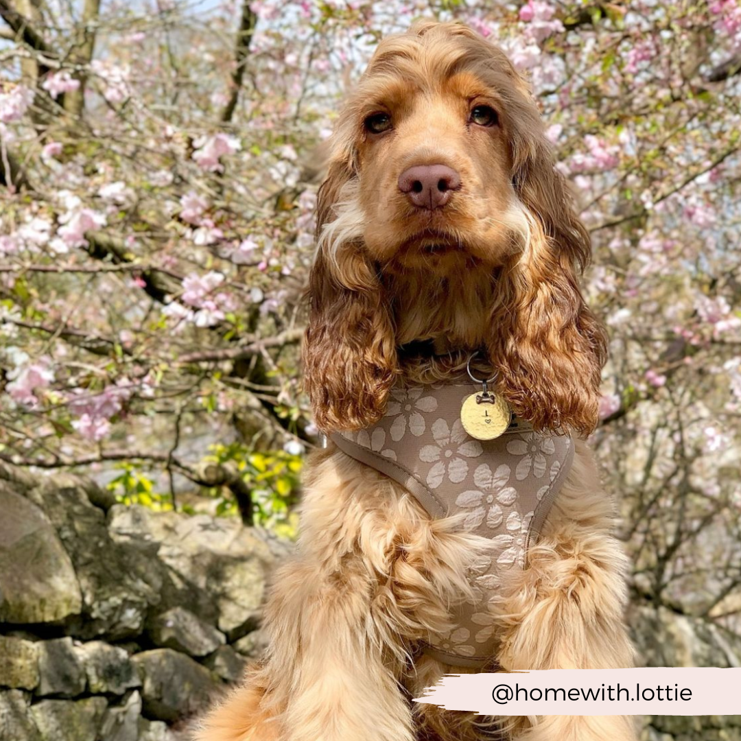 Luxe Adjustable Neck HARNESS - Mocha Flower