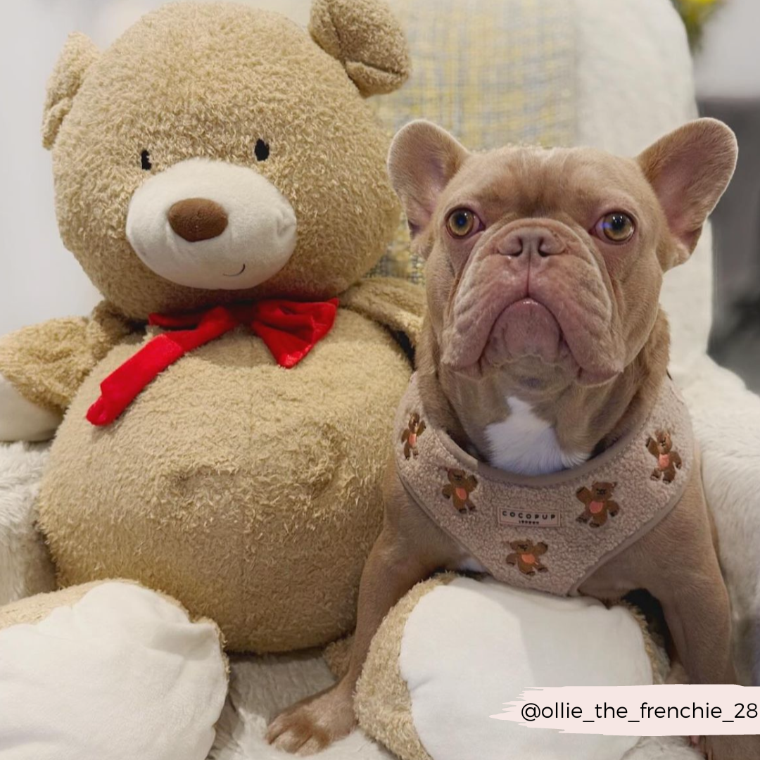 Theo Embroidered Teddy Adjustable Neck HARNESS