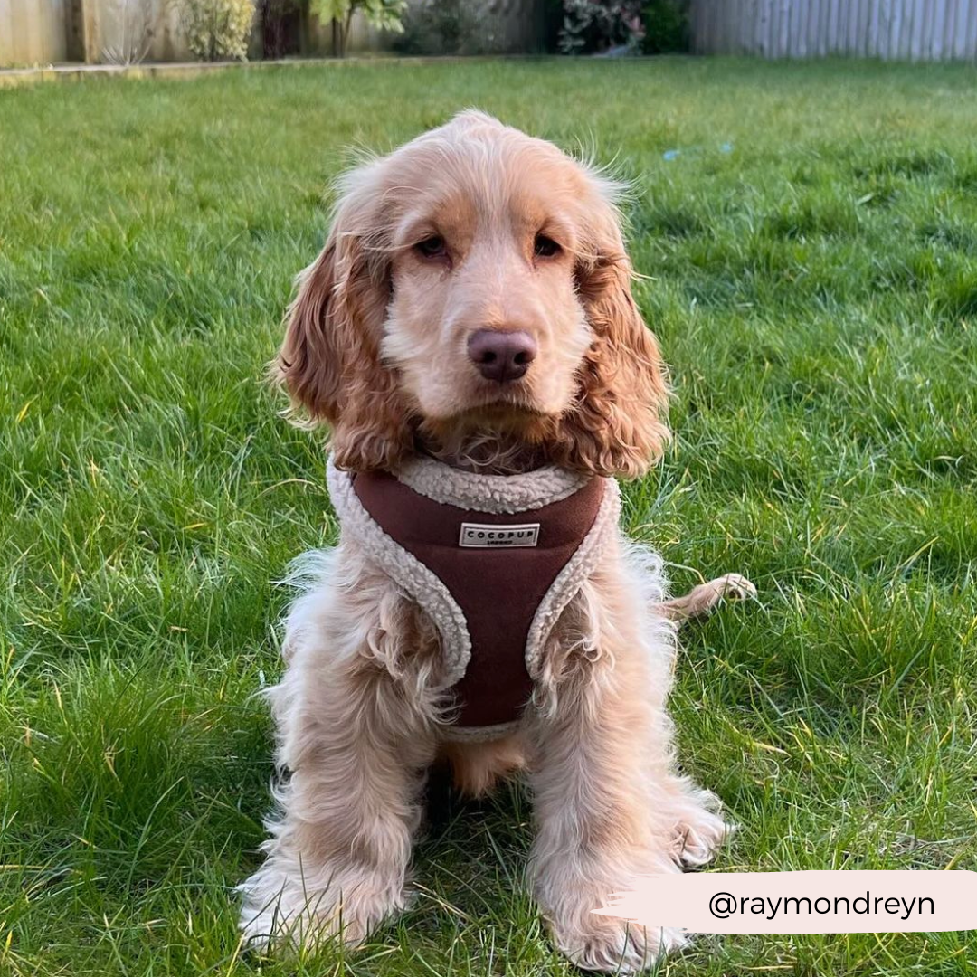 Brown Aviator Adjustable Neck HARNESS
