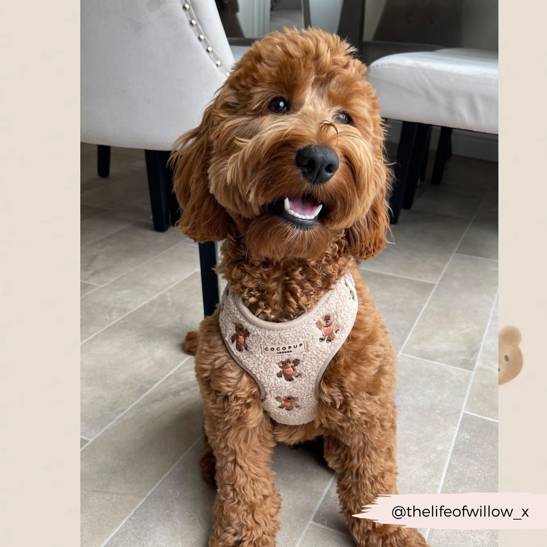 Theo Embroidered Teddy Adjustable Neck HARNESS