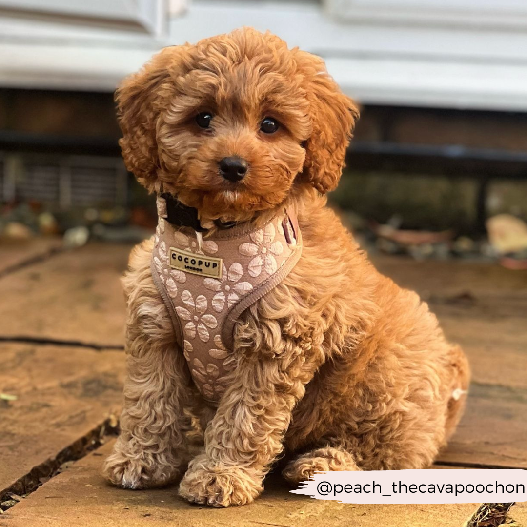 Luxe Adjustable Neck HARNESS - Mocha Flower