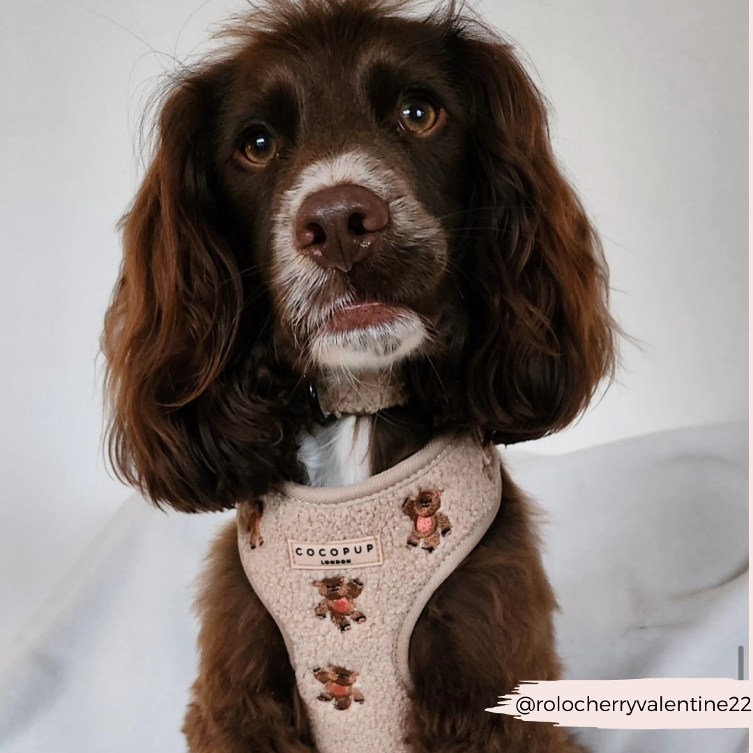 Theo Embroidered Teddy Adjustable Neck HARNESS