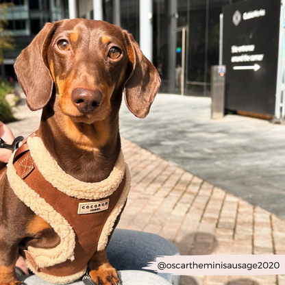 Brown Aviator Adjustable Neck HARNESS