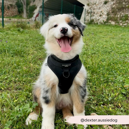 NAKD Adjustable Neck Harness - Liquorice
