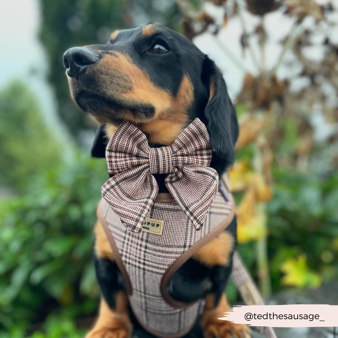 Pup Plaid Adjustable Neck HARNESS