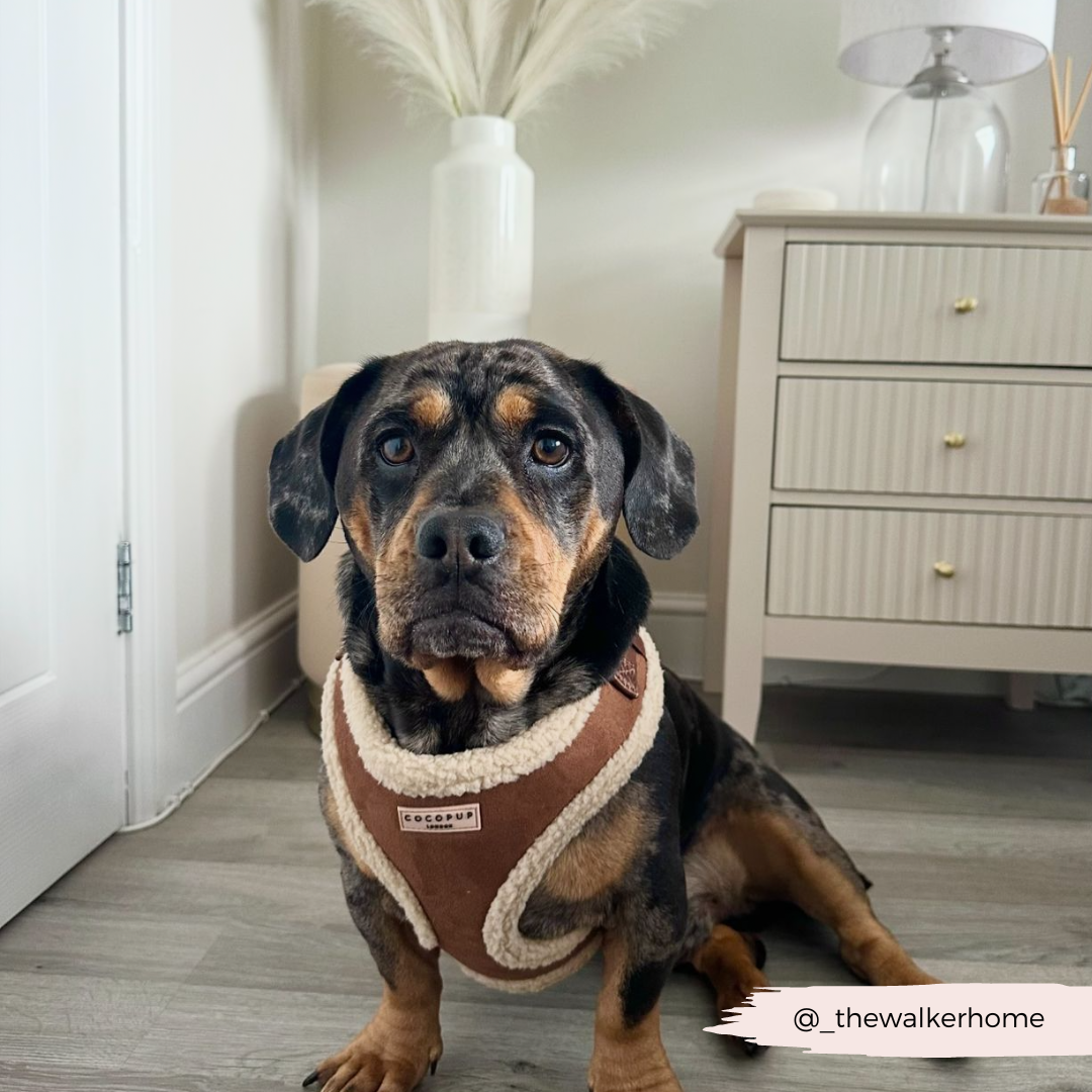 Brown Aviator Adjustable Neck HARNESS