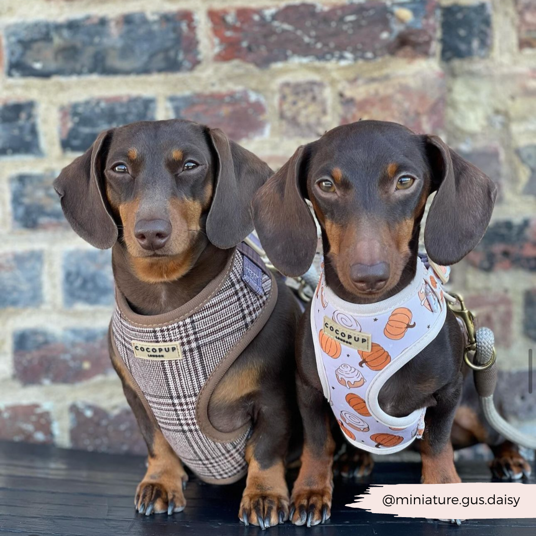 Pup Plaid Adjustable Neck HARNESS