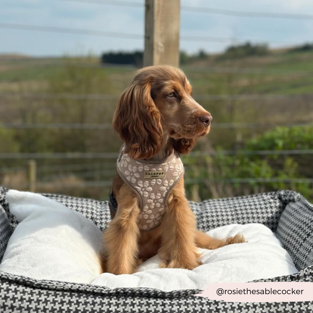 Luxe Adjustable Neck HARNESS - Mocha Flower
