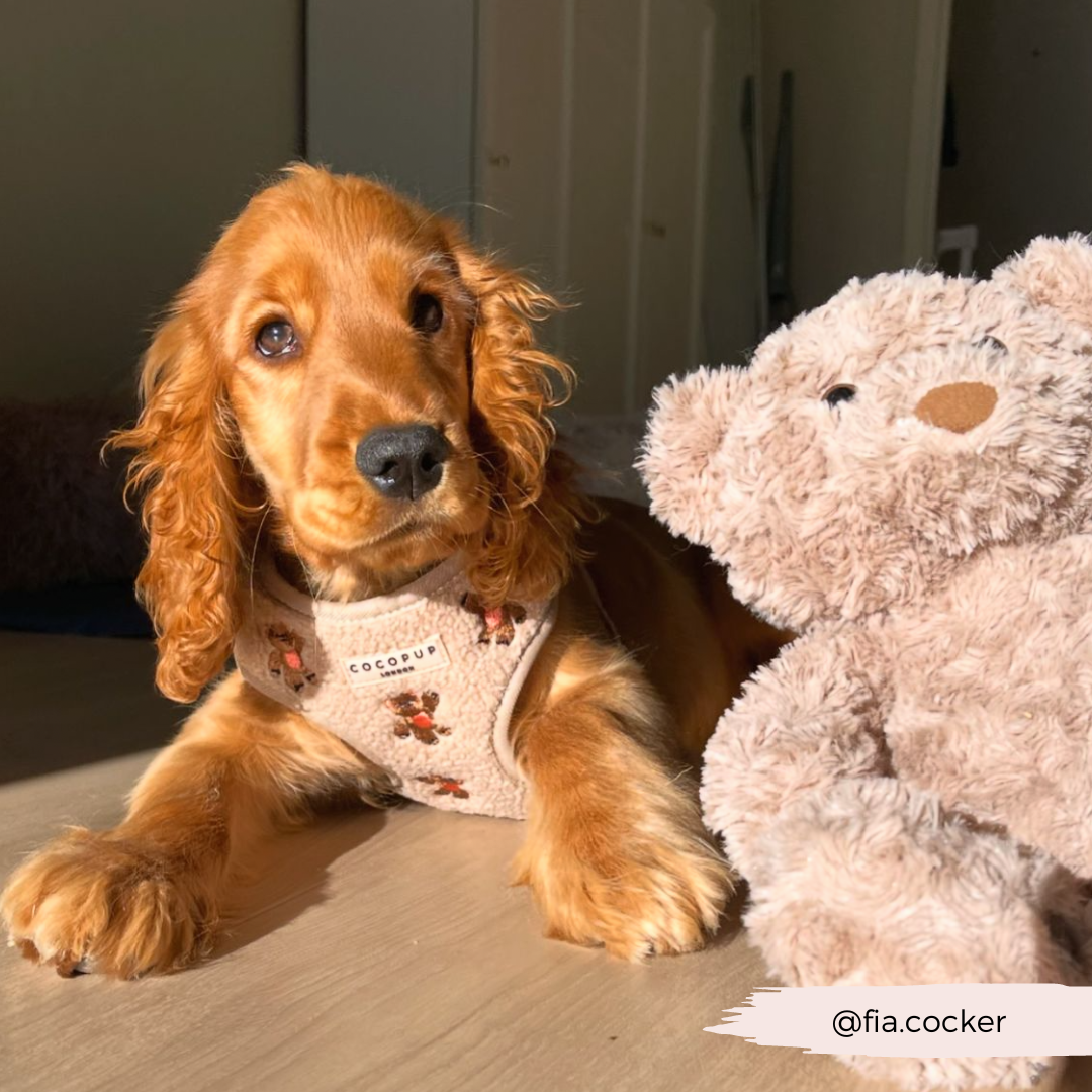 Theo Embroidered Teddy Adjustable Neck HARNESS