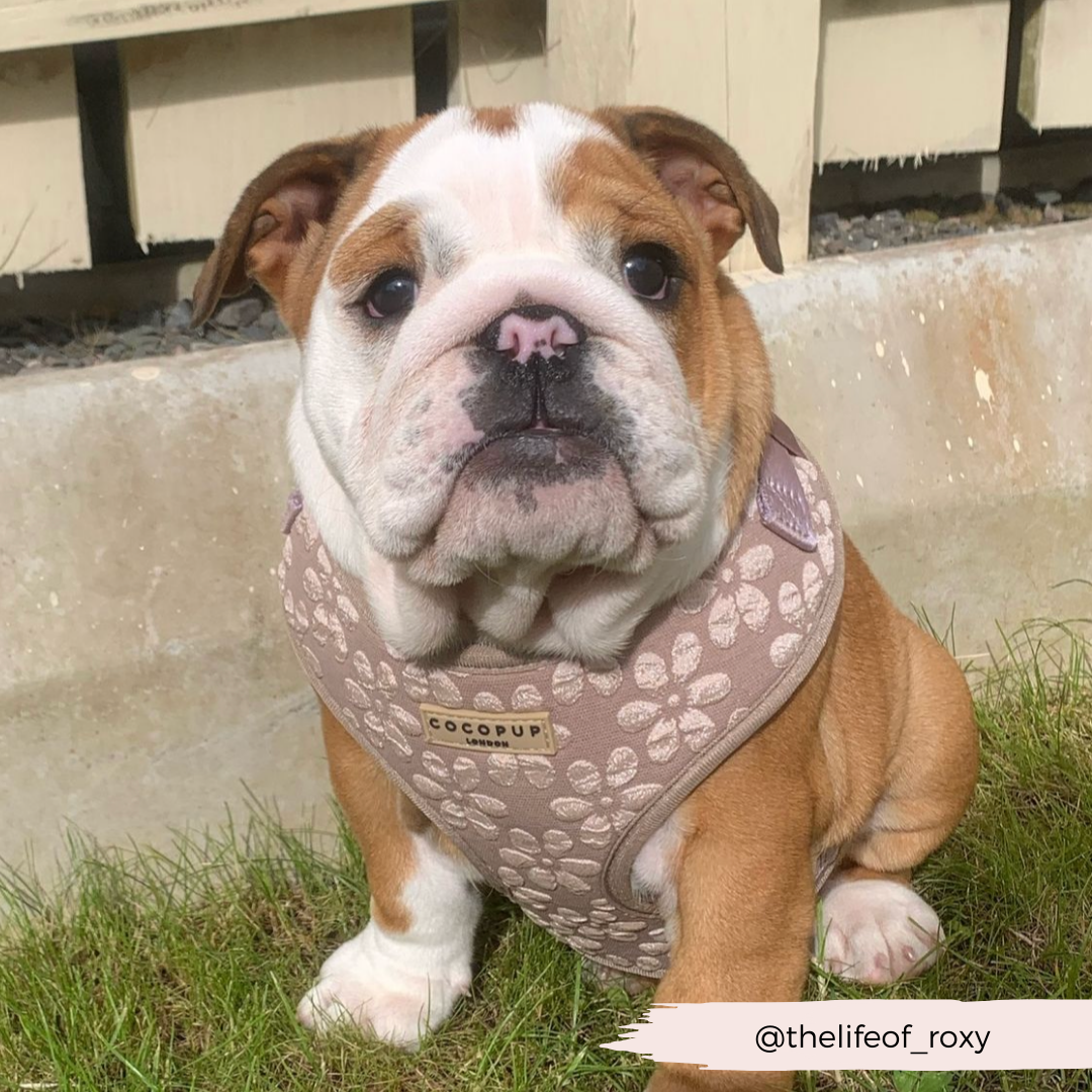 Luxe Adjustable Neck HARNESS - Mocha Flower
