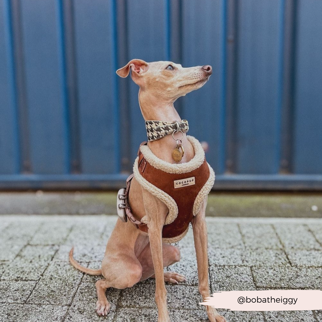 Brown Aviator Adjustable Neck HARNESS