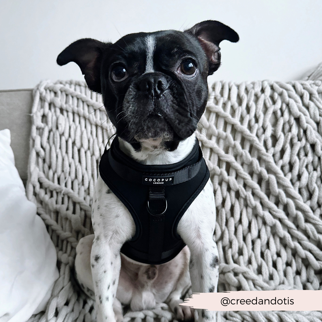 NAKD Adjustable Neck Harness - Liquorice