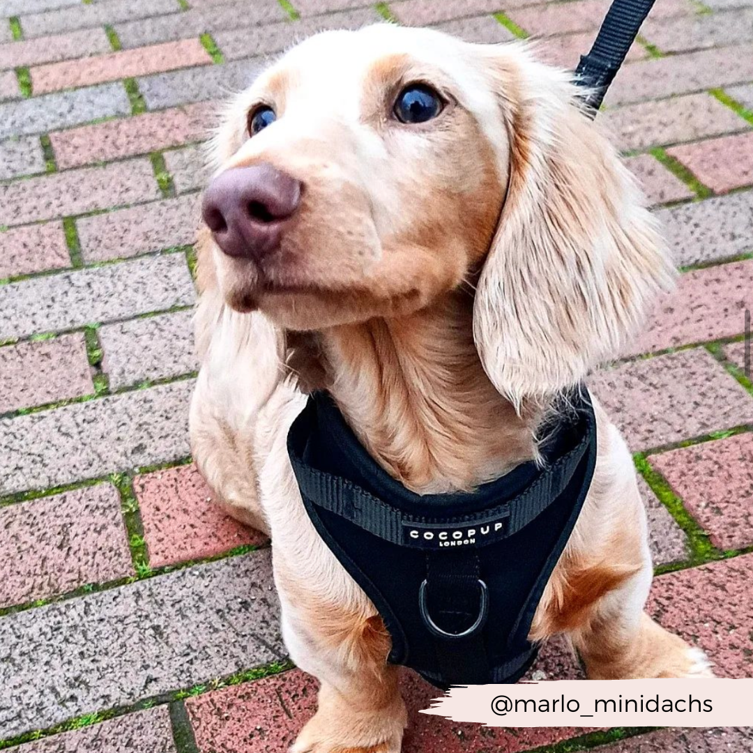 NAKD Adjustable Neck Harness - Liquorice
