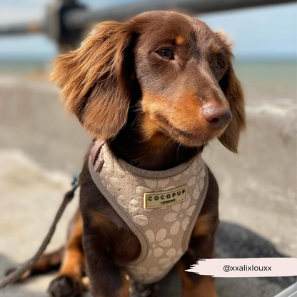 Luxe Adjustable Neck HARNESS - Mocha Flower