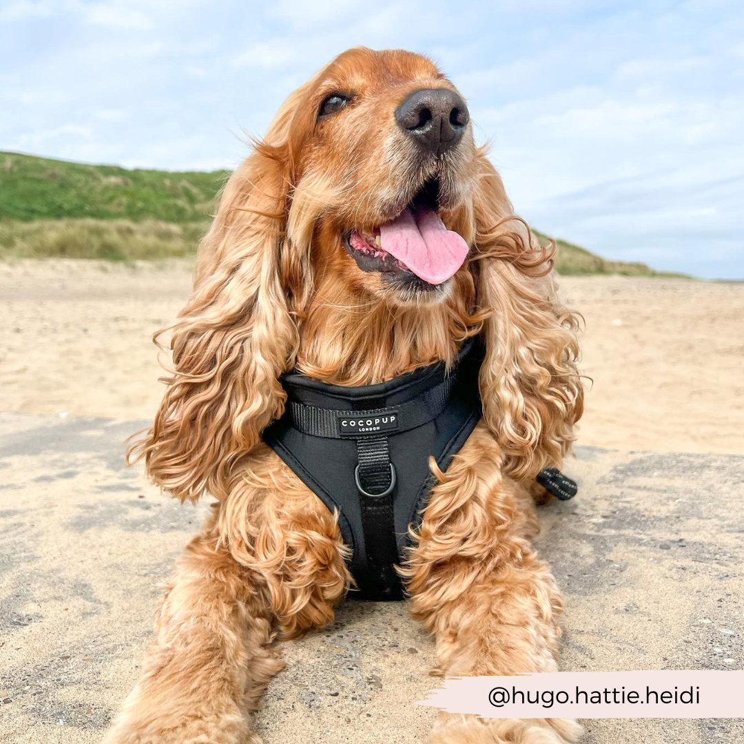 NAKD Adjustable Neck Harness - Liquorice