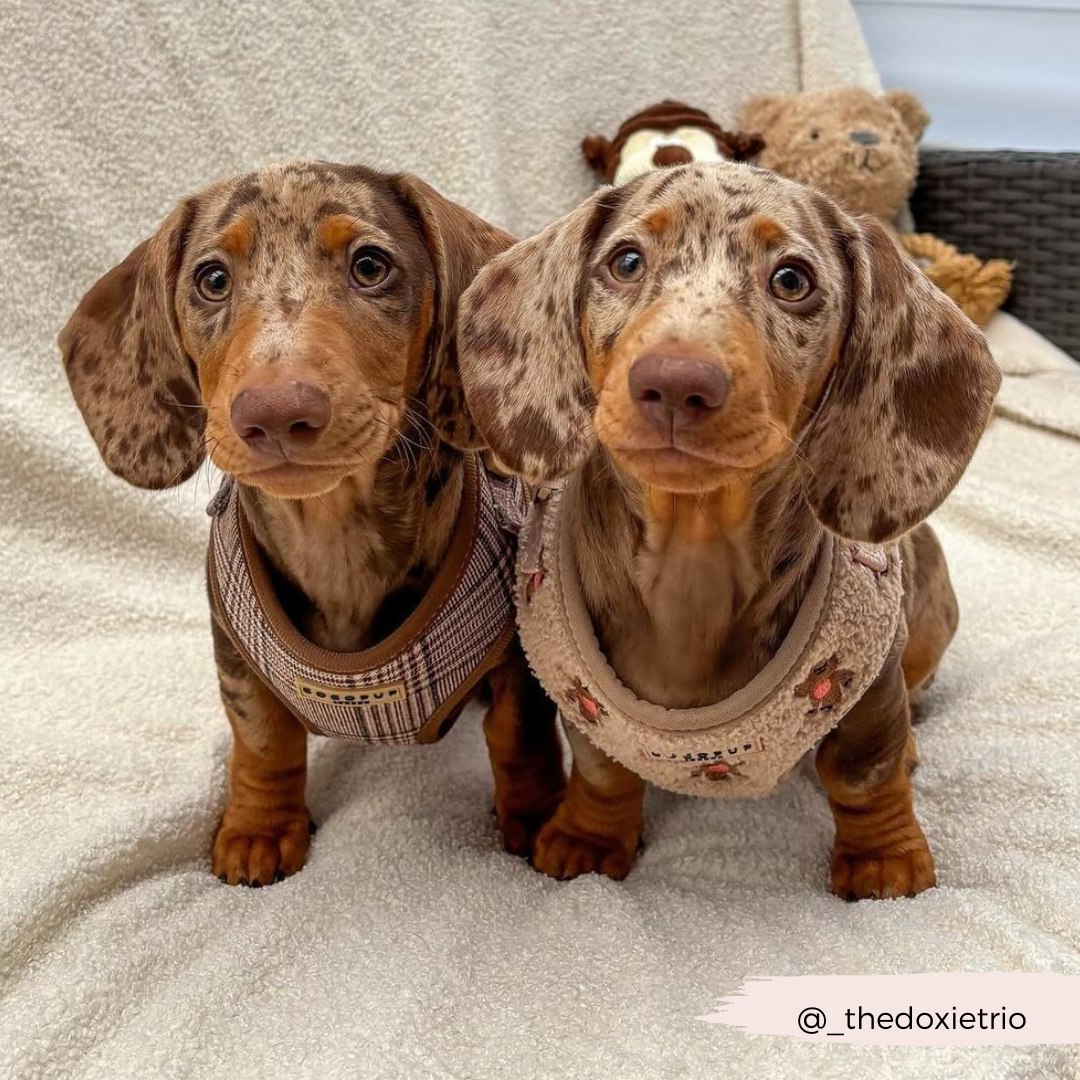 Theo Embroidered Teddy Adjustable Neck HARNESS