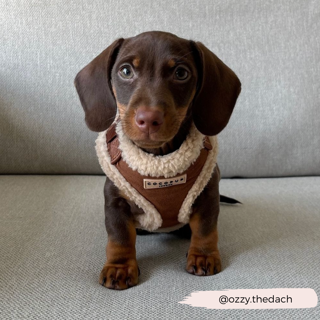 Brown Aviator Adjustable Neck HARNESS