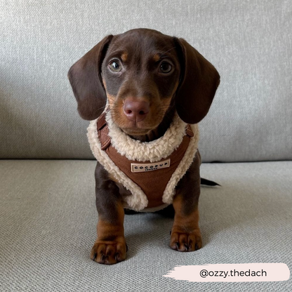 Brown Aviator Adjustable Neck HARNESS