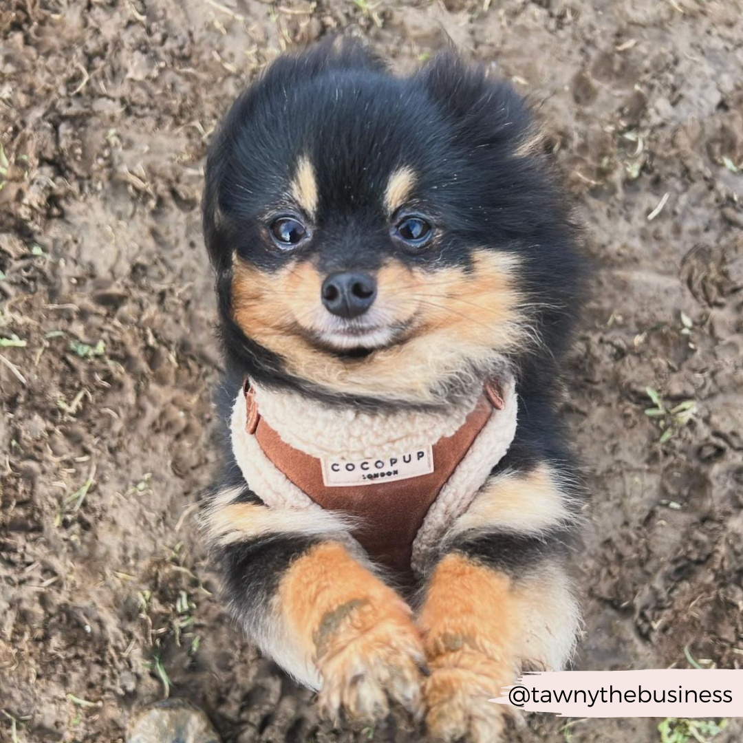 Brown Aviator Adjustable Neck HARNESS