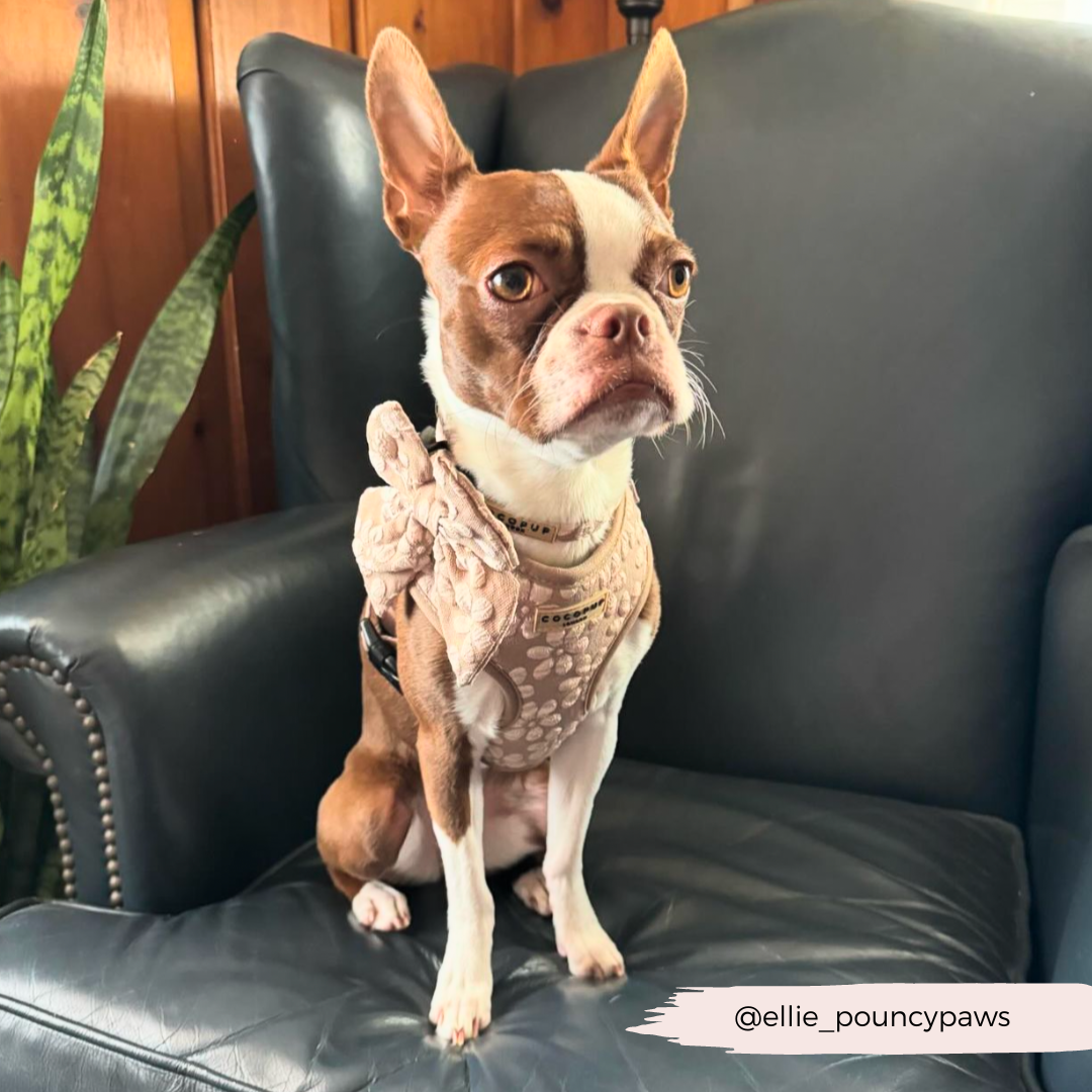Luxe Adjustable Neck HARNESS - Mocha Flower