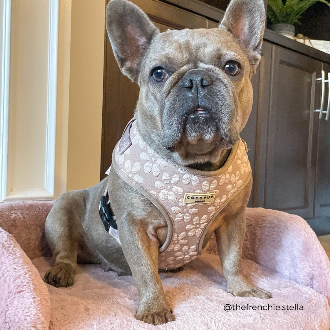 Luxe Adjustable Neck HARNESS - Mocha Flower