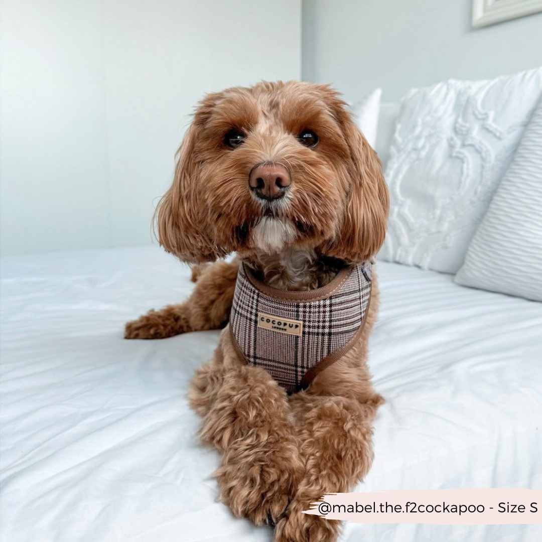 Pup Plaid Adjustable Neck HARNESS