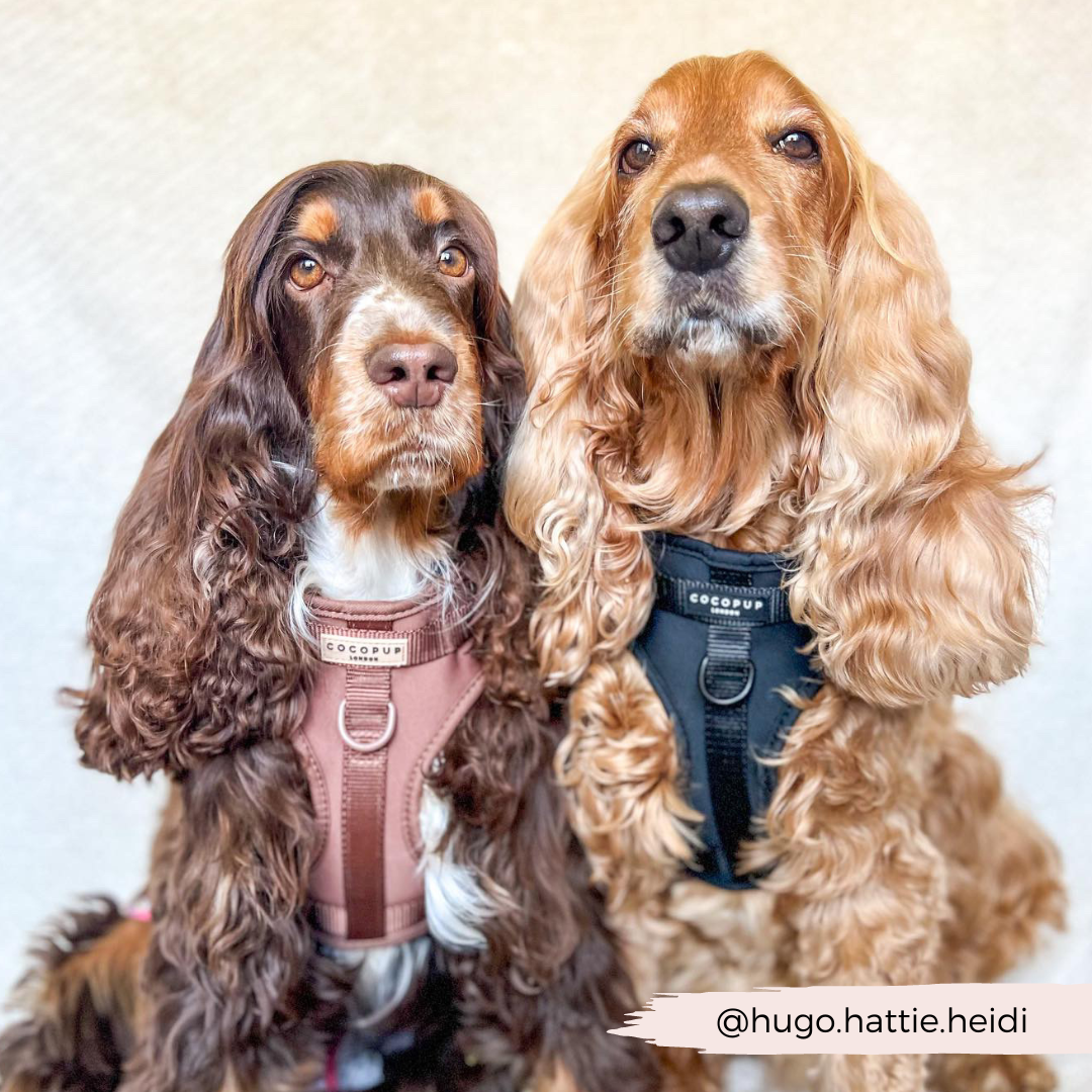 NAKD Adjustable Neck Harness - Liquorice