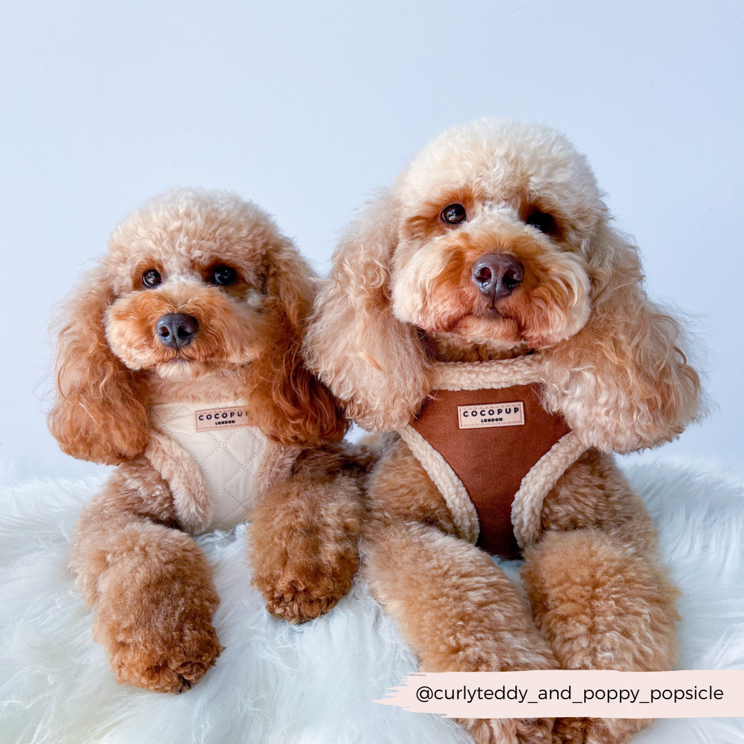 Brown Aviator Adjustable Neck HARNESS