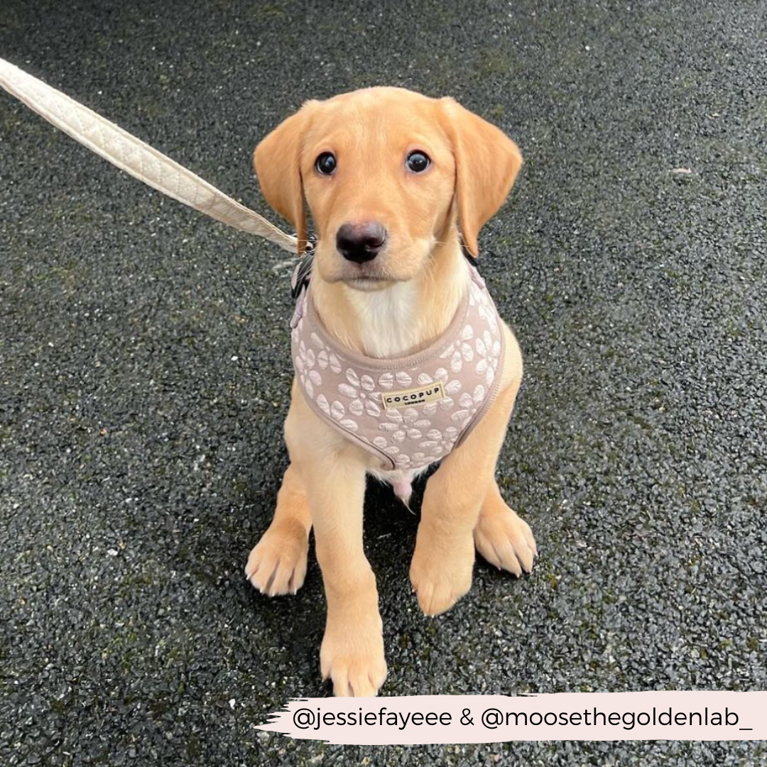 Luxe Adjustable Neck HARNESS - Mocha Flower