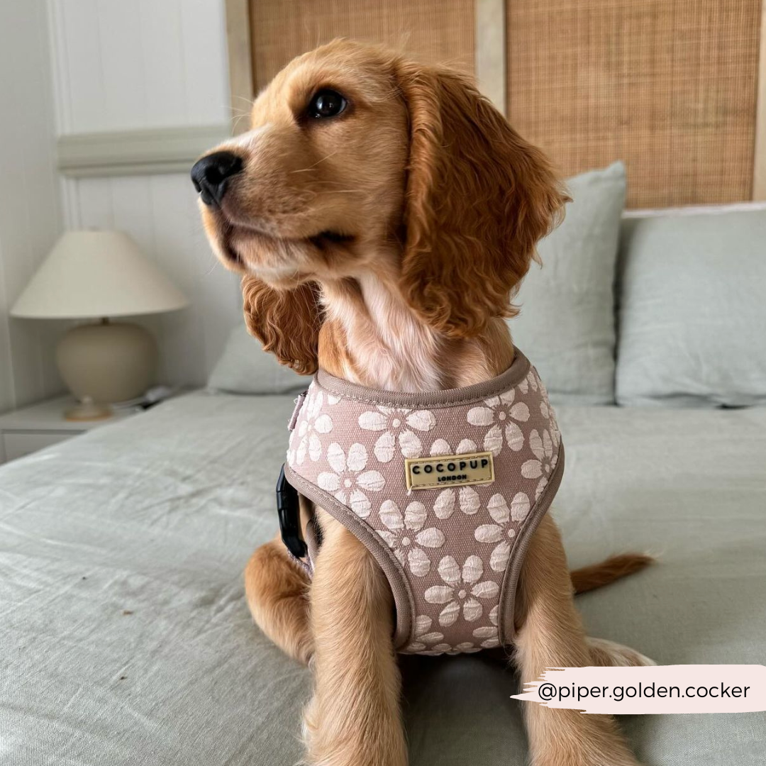 Luxe Adjustable Neck HARNESS - Mocha Flower