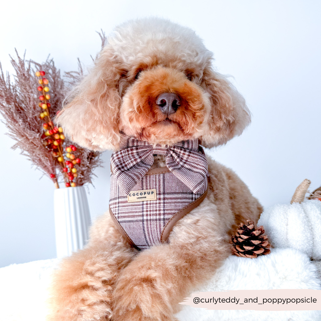Pup Plaid Adjustable Neck HARNESS