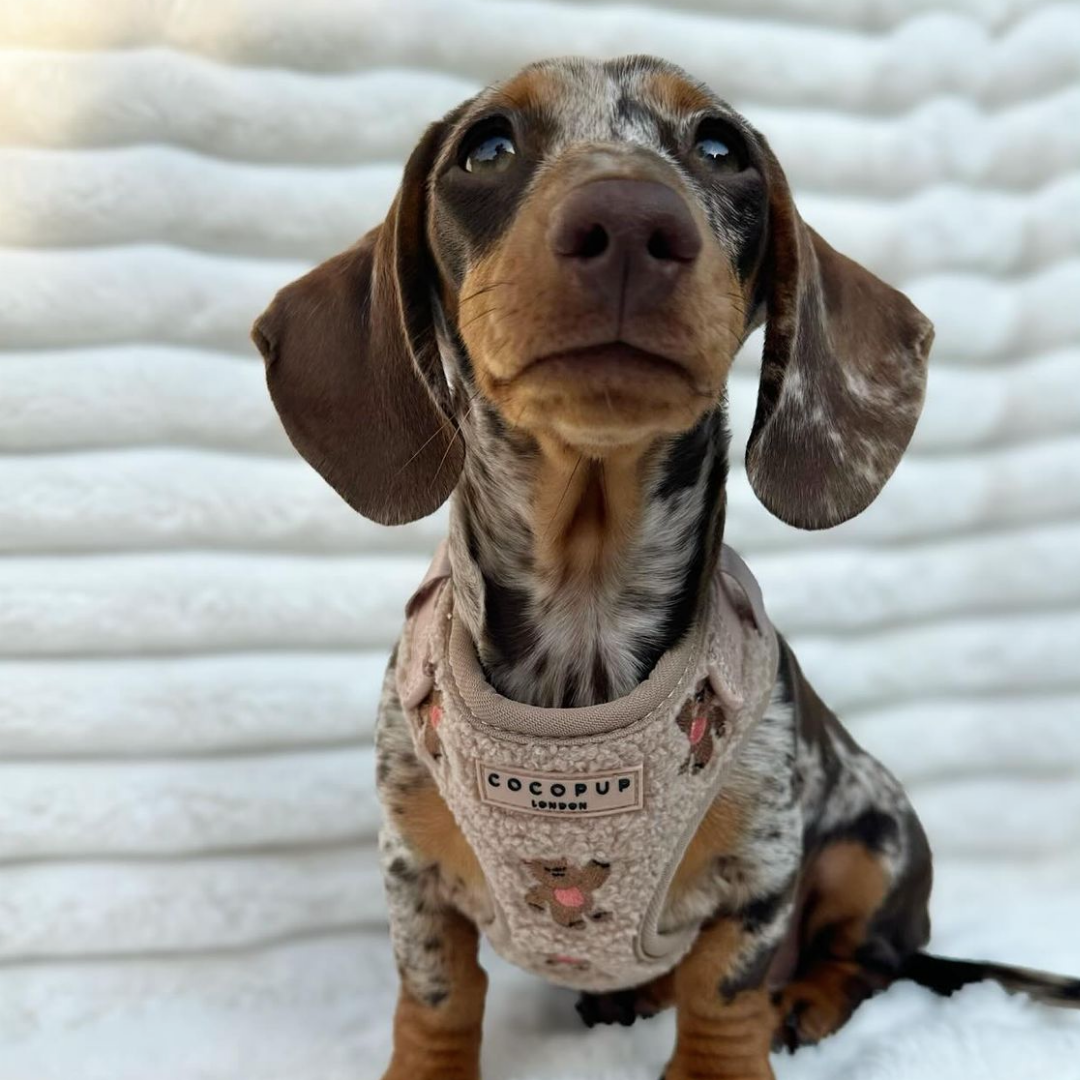 Theo Embroidered Teddy Adjustable Neck HARNESS