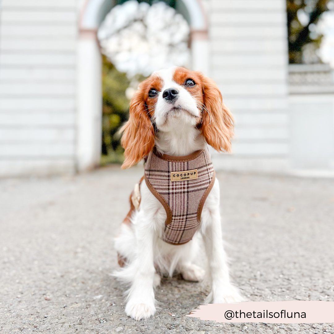 Pup Plaid Adjustable Neck HARNESS
