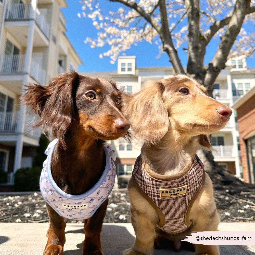 Pup Plaid Adjustable Neck Harness, Lead & Collar Bundle