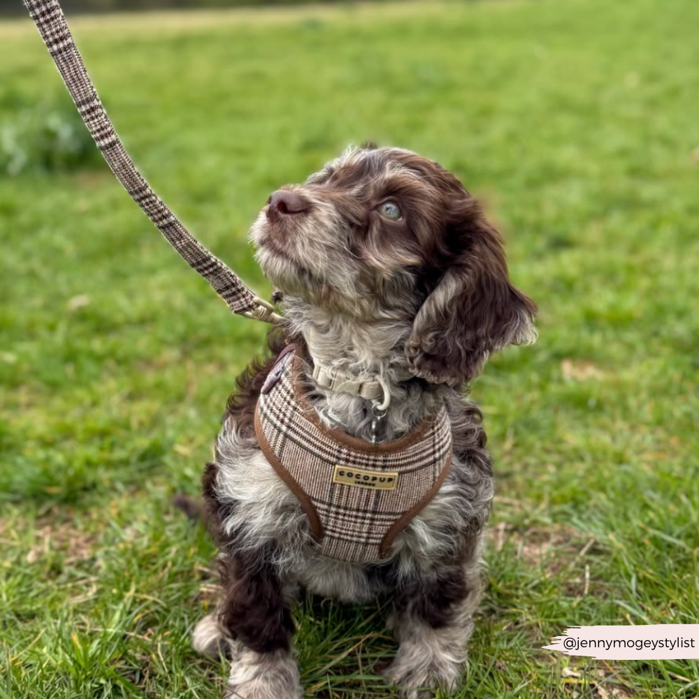 Pup Plaid Adjustable Neck Harness, Lead & Collar Bundle