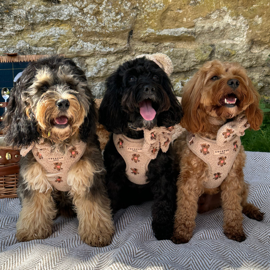 Theo Embroidered Teddy Adjustable Neck HARNESS