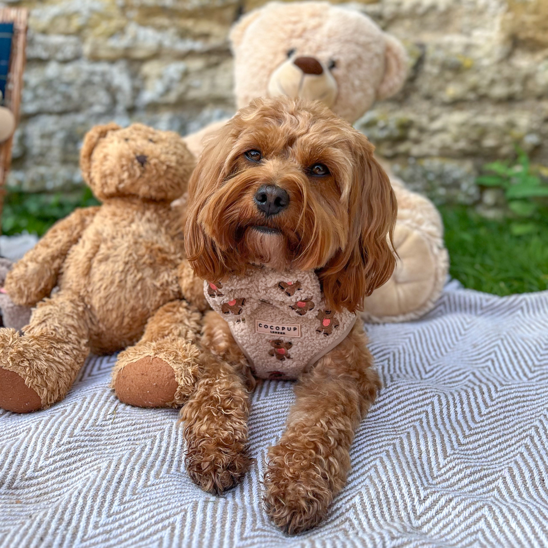 Theo Embroidered Teddy Adjustable Neck HARNESS